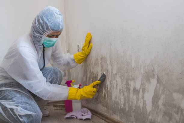 Best Residential Mold Remediation in Sanford, FL
