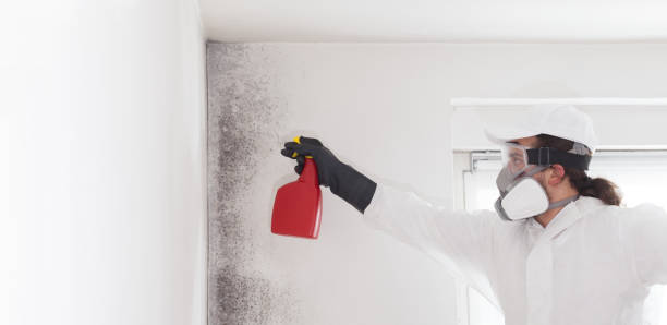 Best Basement Mold Remediation in Sanford, FL